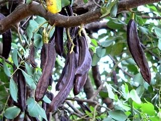 Keçi Boynuzu Nasıl Kullanılır?