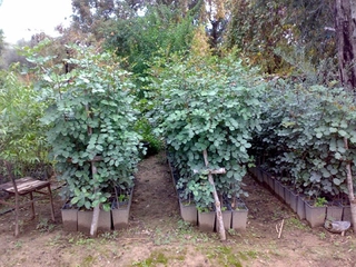 Keçiboynuzu Fidanı Nedir ve Nasıl Yetiştirilir?